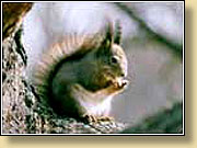 . Squirrel.  900650 (65kb)