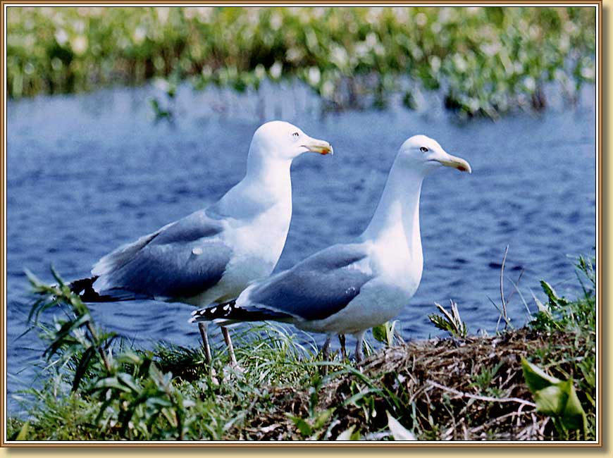 Серебристые чайки, The silvery seagulls. Фото 870x650 (83kb)