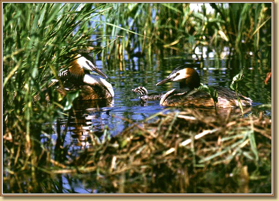 Чомги, Great Crested Grebes. Фото 900x650 (83kb)