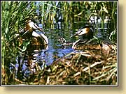, Great Crested Grebes.  900650 (83kb) ?