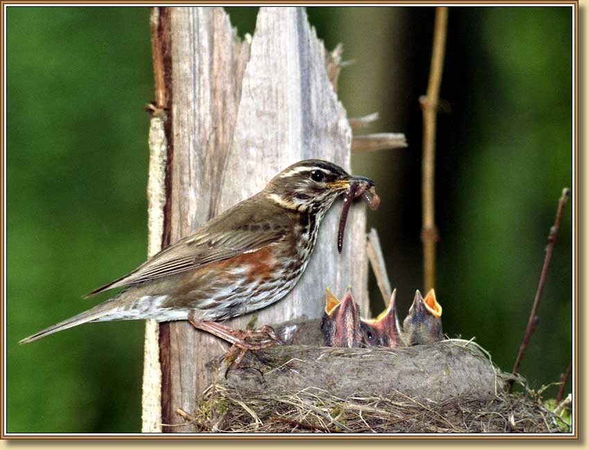 Дрозд-белобровик, Redwing. Фото 850x650 (67kb)