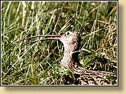  , Curlew (Whaup).  900650 (96kb)
