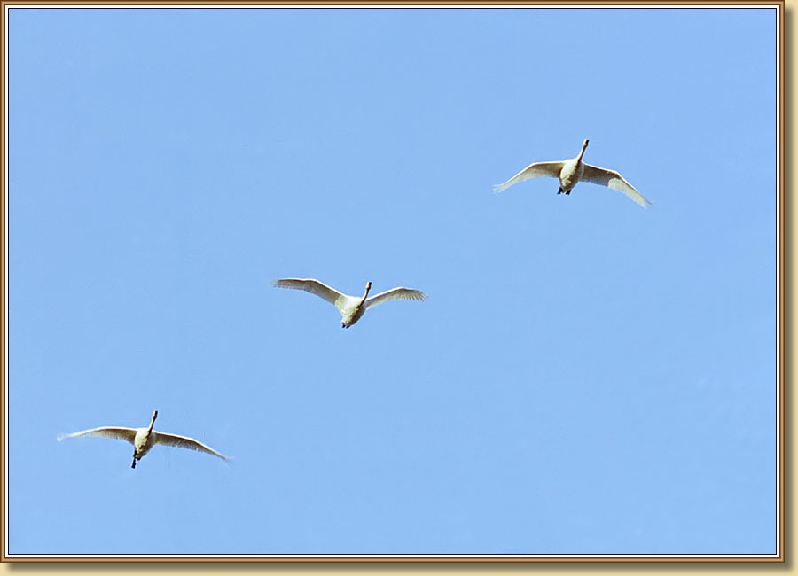 Лебеди, Swans. Фото 900x650 (36kb)