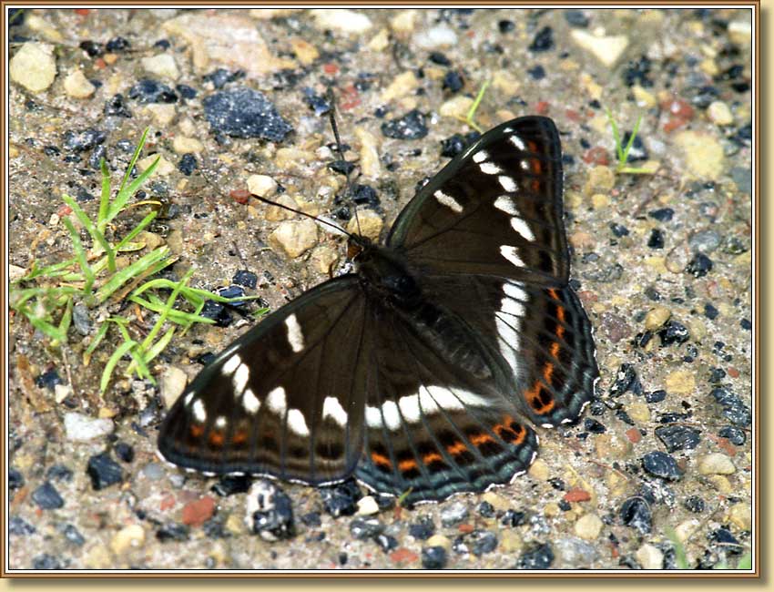 Ленточник тополевый. Фото 850x650 (102kb)