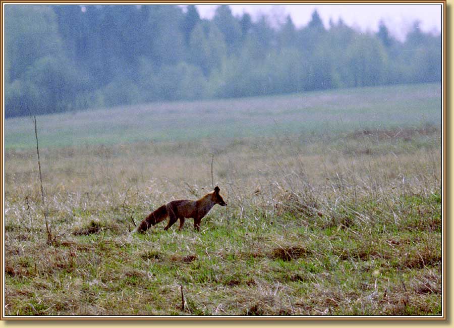 Лисица, Fox. Фото 900x650 (84kb)