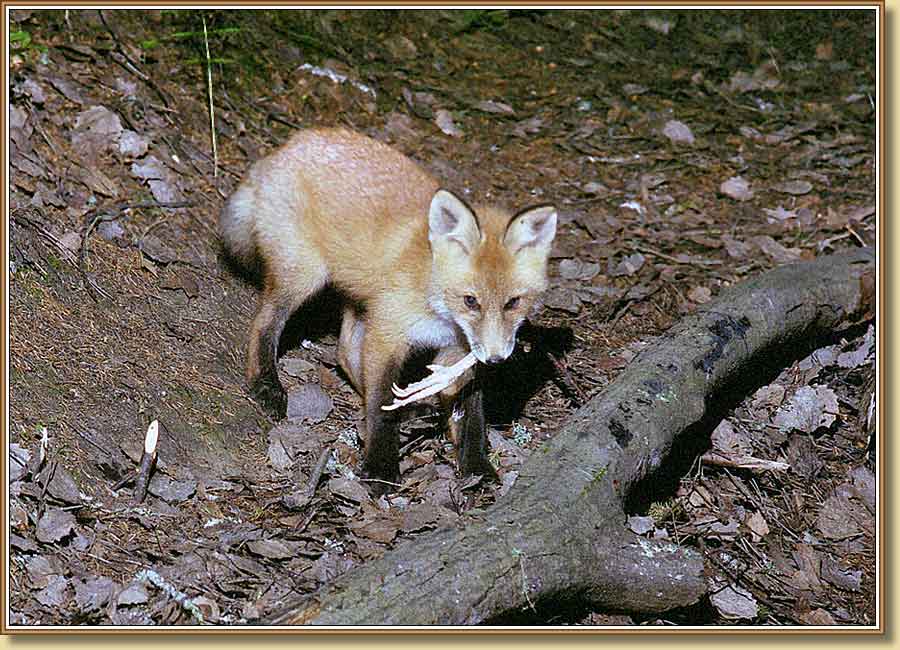 Лисенок,Young fox. Фото 900x650 (88kb)
