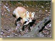 , Young fox.  900650 (88kb)