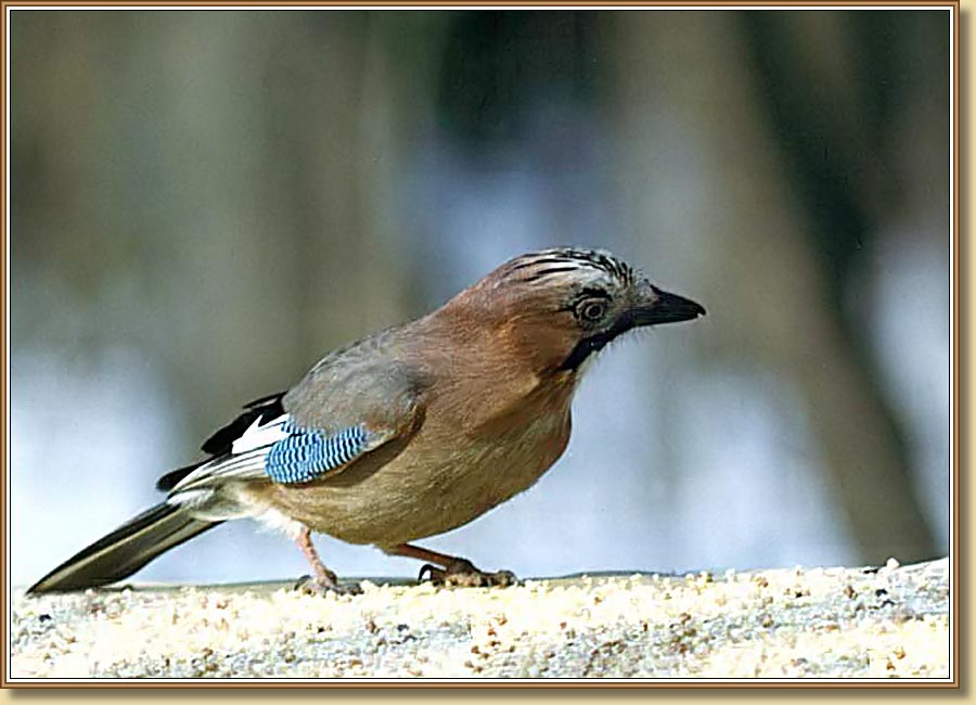 Сойка, Jay (Eurasian Jay). Фото 850x650 (67kb)
