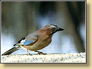 , Jay (Eurasian Jay).  900650 (76kb)