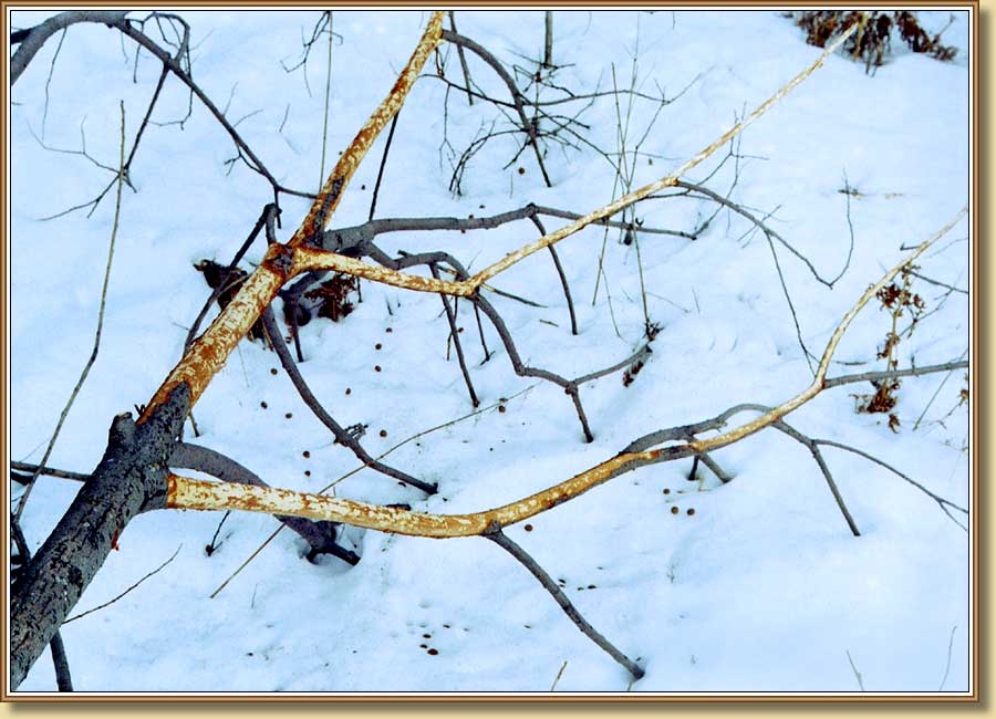 Заячья столовая, The harel dining room. Фото 900x650 (76kb)
