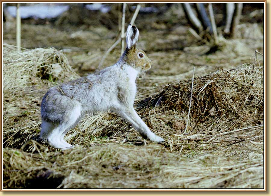 Заяц-беляк, Blue or mountain hare. Фото 900x650 (104kb)