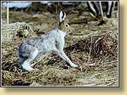 -, Blue or mountain hare.  900650 (104kb)