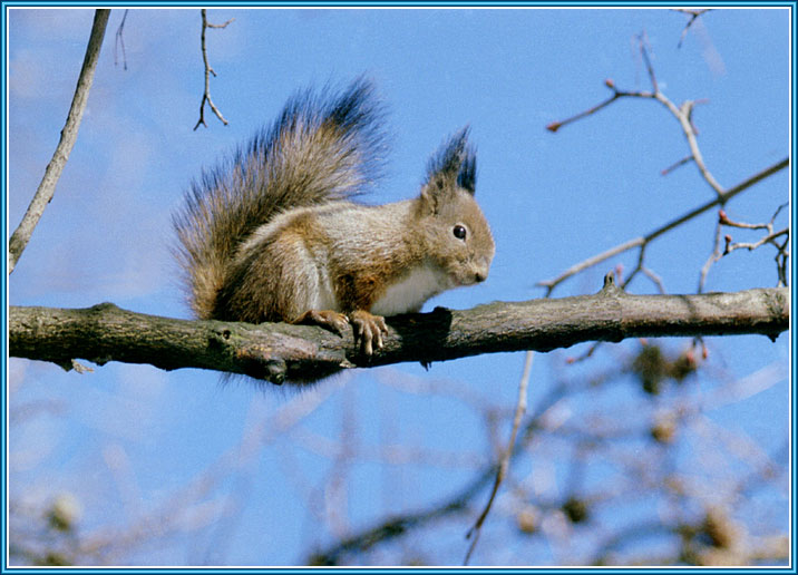 �����. ���� 716�516 (87kb)