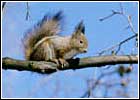 Белка на ветке. Фото 716х516 (87kb) Показать?