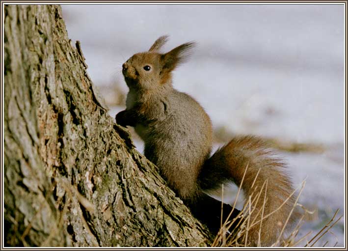 �����. ���� 709�511 (50kb)