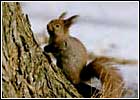 Белка у пня. Фото 709х511 (50kb) Показать?