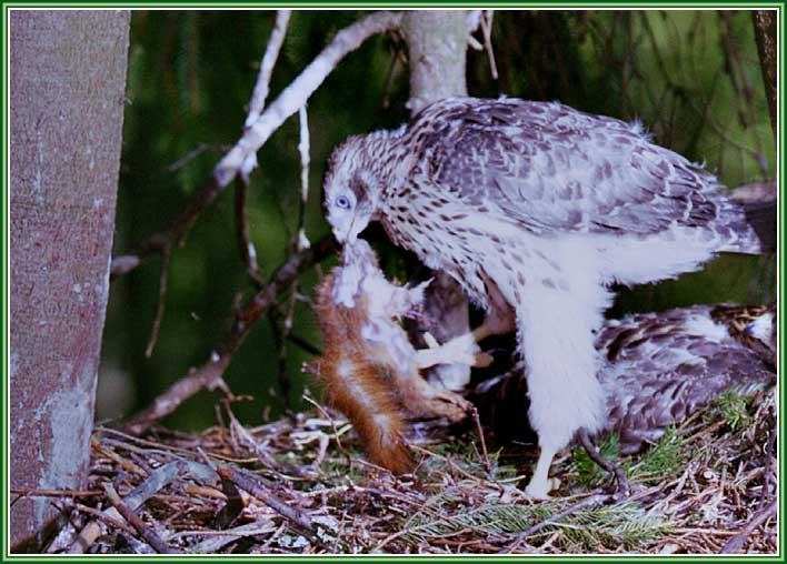 ������-������������. ���� 708�508 (63kb)