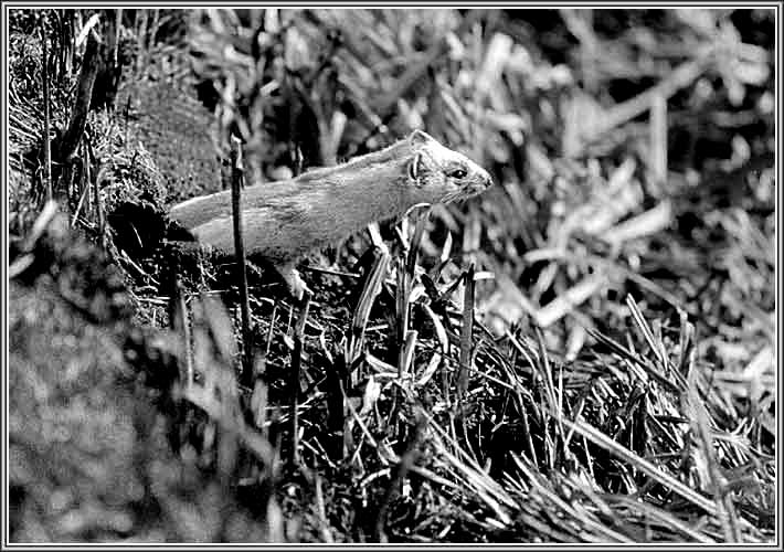 ���������. ���� 710�500 (61kb)