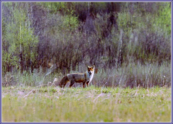 ������. ���� 706�506 (52kb)