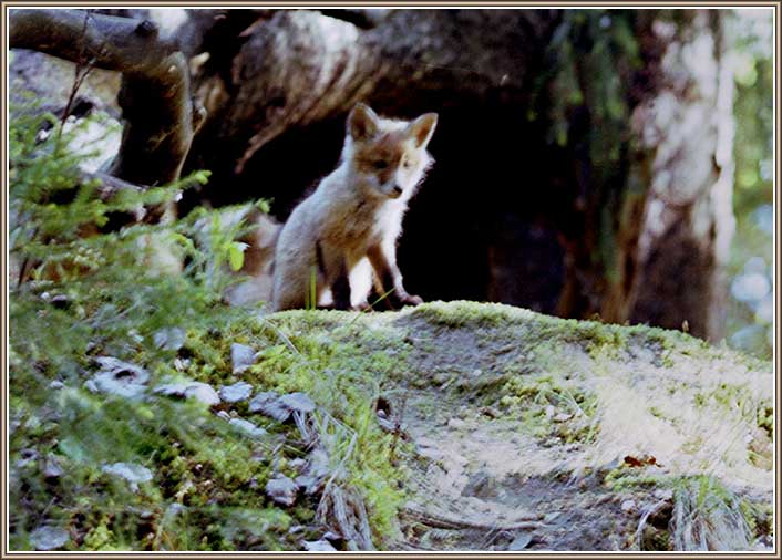 �������. ���� 706�506 (58kb)