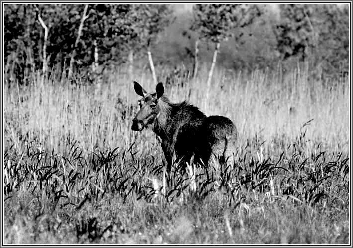 ����. ���� 710�500 (63kb)