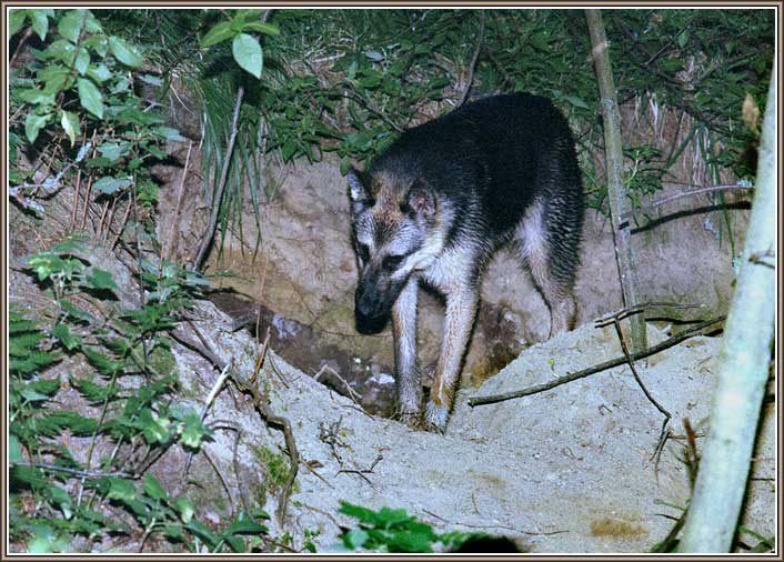 ������. ���� 706�506 (79kb)