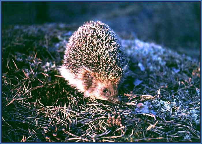 ��. ���� 700�500 (56kb)