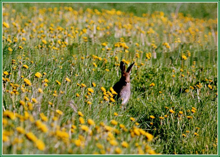 ����-�����. ���� 706�506 (70kb)