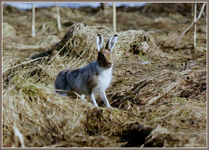 ����-�����. ���� 706�506 (62kb)