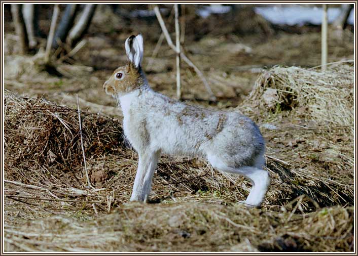 ����-�����. ���� 706�506 (69kb)