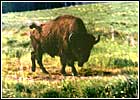 Зубробизон. Фото 720х500 (37kb) Показать?