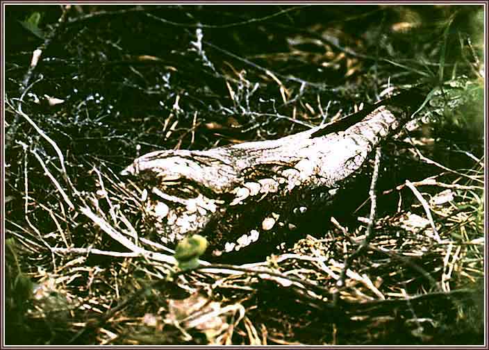 �������. ���� 704�504 (52kb)