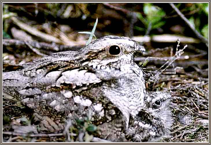 ������� � �������. ���� 728�501 (50kb)