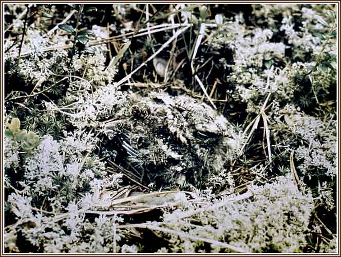 ������ �������. ���� 664�500 (60kb)