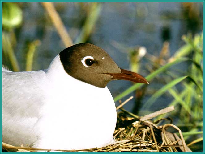 ������� �����. ���� 663�500 (34kb)