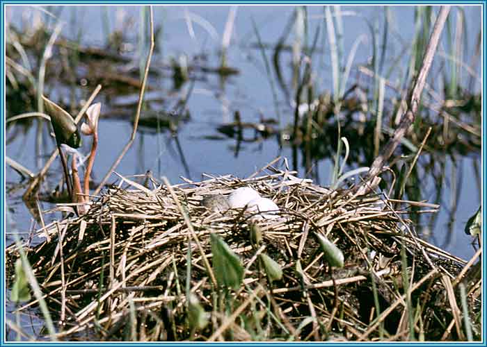 ������ ������� �����. ���� 700�500 (49kb)