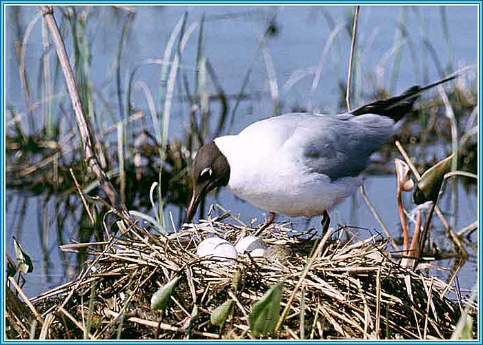 ������� �����. ���� 700�500 (74kb)