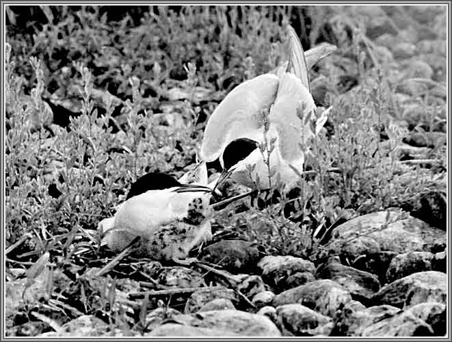 ������ ������. ���� 661�500 (48kb)