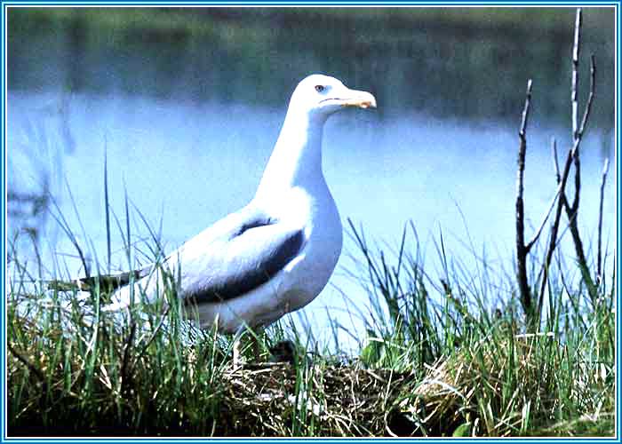 ����������� �����. ���� 700�500 (49kb)