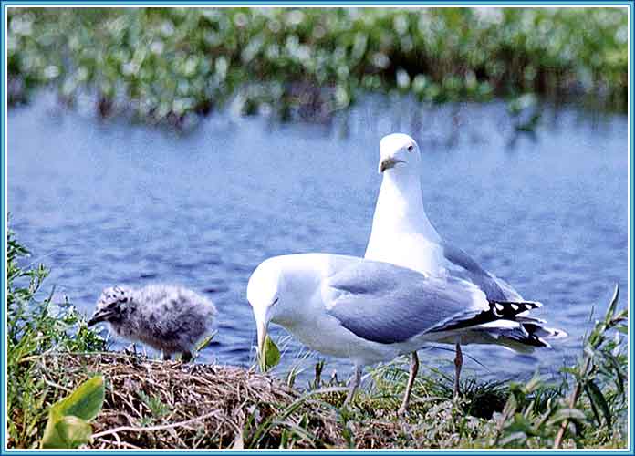 ����������� �����. ���� 696�500 (39kb)