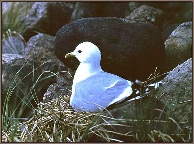 ����� �����. ���� 670�500 (33kb)