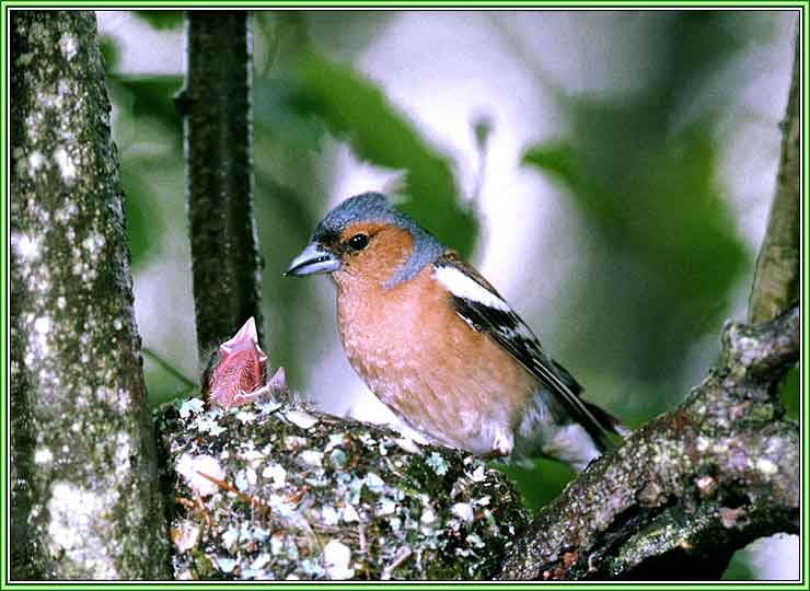 ������. ���� 740x540 (45kb)