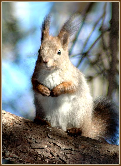 �����. ���� 412x562 (45kb)