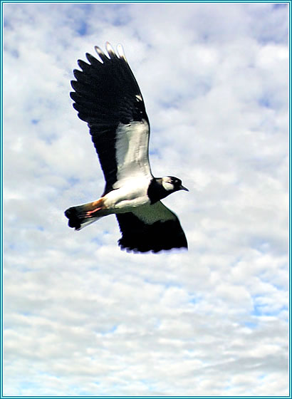 �����. ���� 410x560 (37kb)