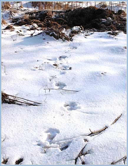 ����� ������. ���� 434x560 (43kb)