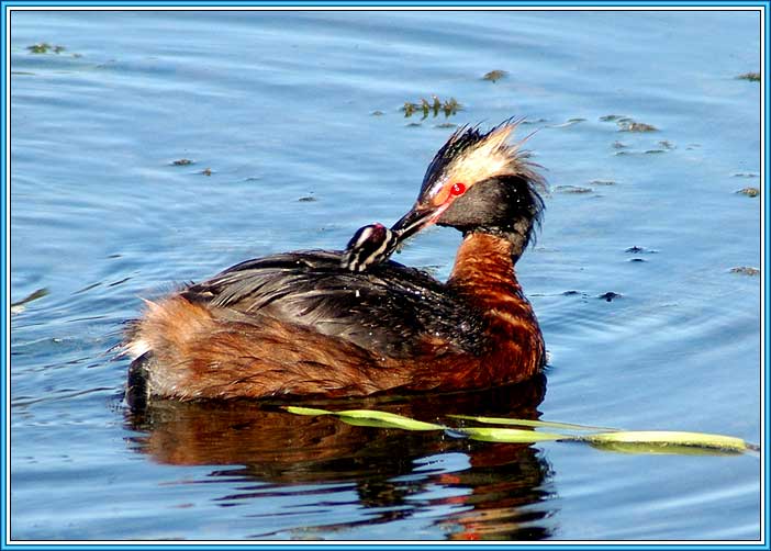 ������������ �������. ���� 702x502 (50kb)