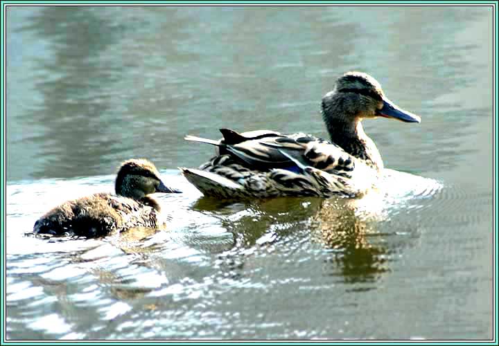 ������. ���� 720x500 (41kb)