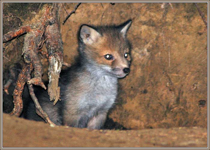 �������. ���� 700x500 (41kb)