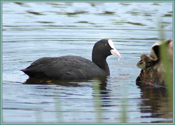 ������. ���� 700x500 (41kb)