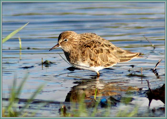 ����������� ��������. ���� 700x500 (47kb)